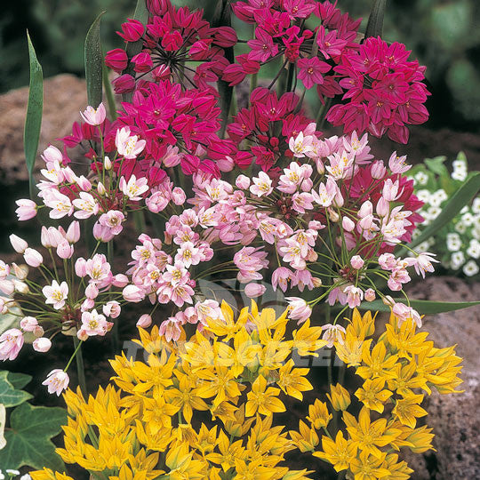 Alliums Mixed Flower Bulbs