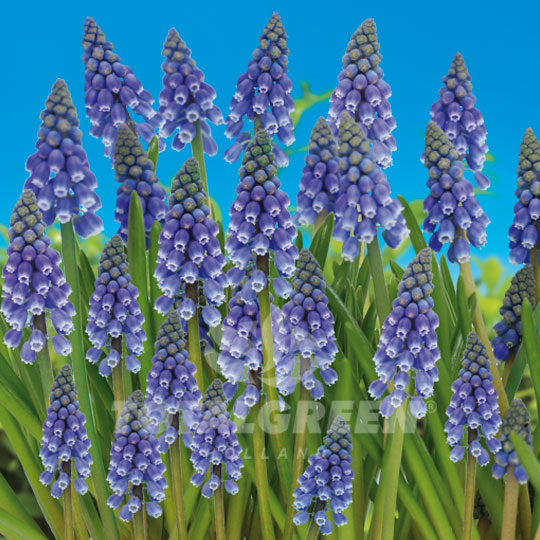 Muscari Armeniacum Blue Grape Hyacinth