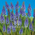Muscari Armeniacum Blue Grape Hyacinth