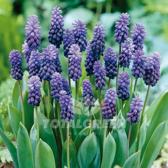Muscari Latifolium