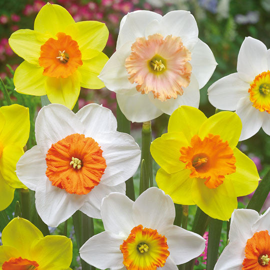 Narcissi Mixed Flower Bulbs