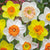 Narcissi Mixed Flower Bulbs