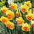 Daffodil Yellow with Orange Cup
