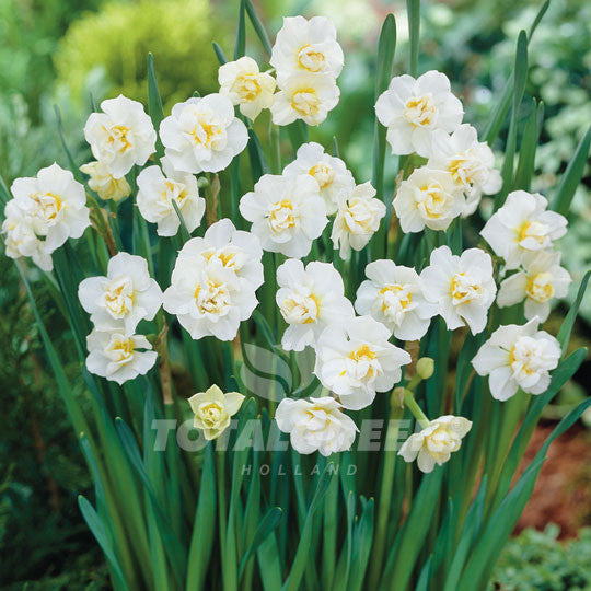 Narcissi - TotalGreen Holland