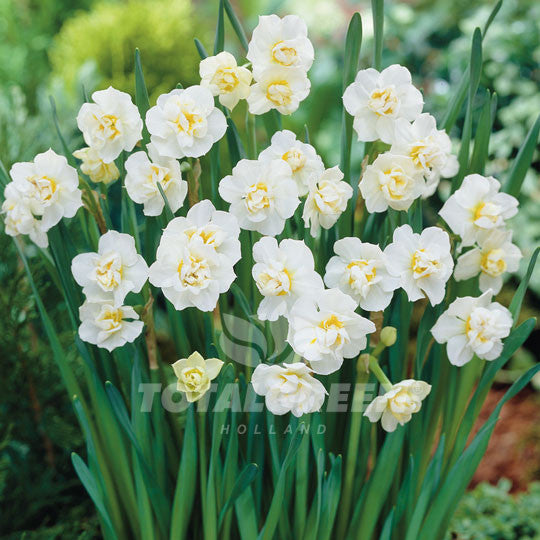 Daffodil Double White Flower Bulbs