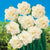 Daffodil Double Flowering White