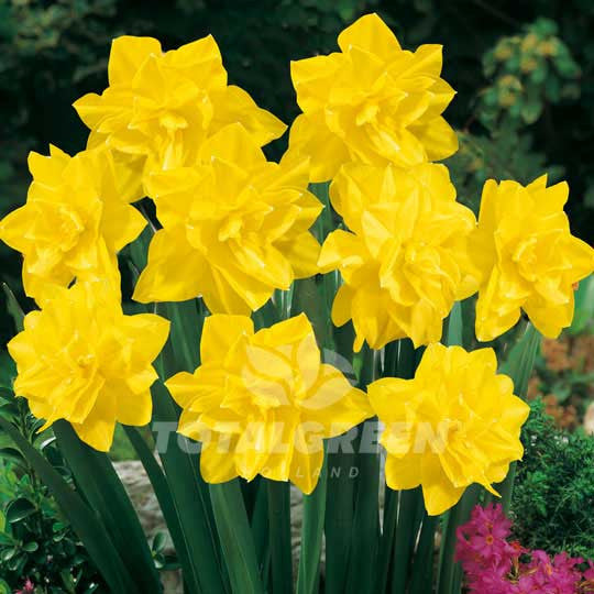 Daffodil Double Flowering Yellow Flower Bulbs