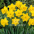 Daffodil Trumpet Yellow