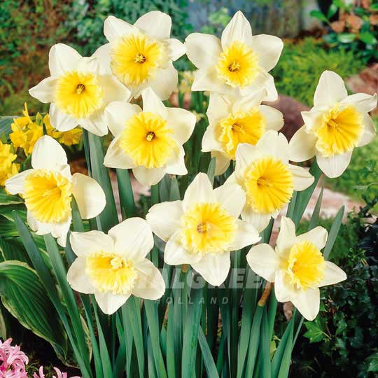 Daffodil White with Yellow Cup