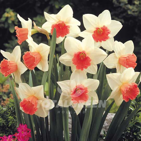 Daffodil White with Pink Cup