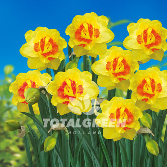 Narcissi - TotalGreen Holland