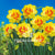 Daffodil Double Flowering Yellow - Orange