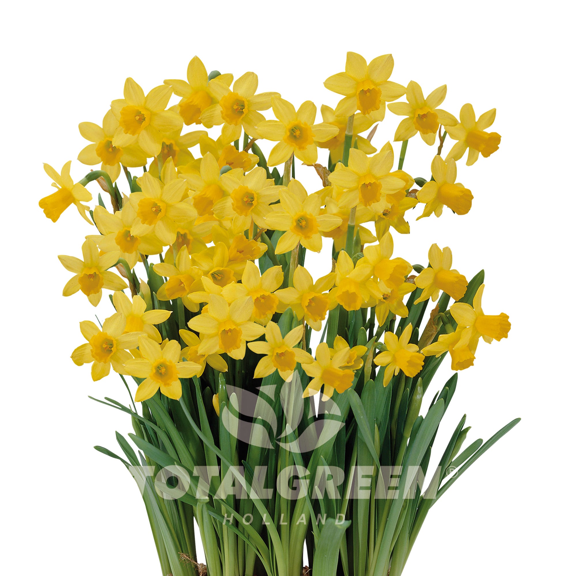 Narcissi Grow Kit Luxe