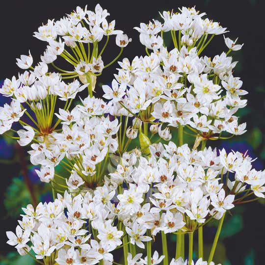 Alliums Neapolitanum Flower Bulbs