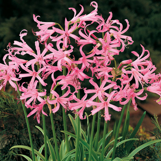 Spider Lilies Nerine Bowdenii Flower Bulbs