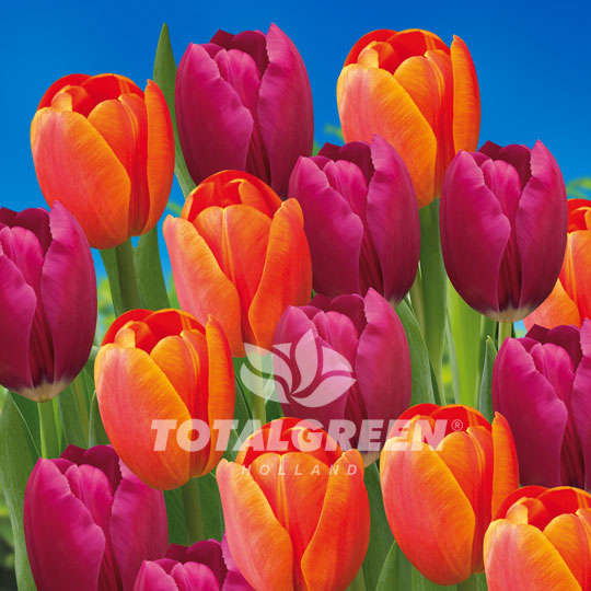 Tulips Triumph Orange Purple Mixed
