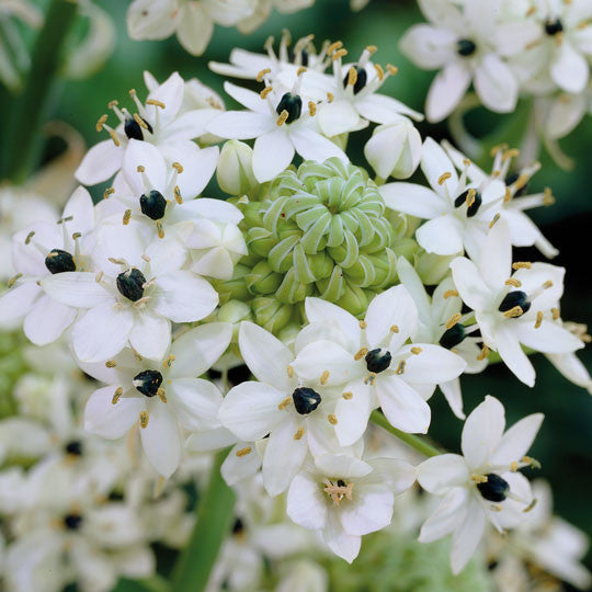 Exotic Plants Ornithogalum - Plant Information