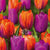 Tulips Purple & Orange
