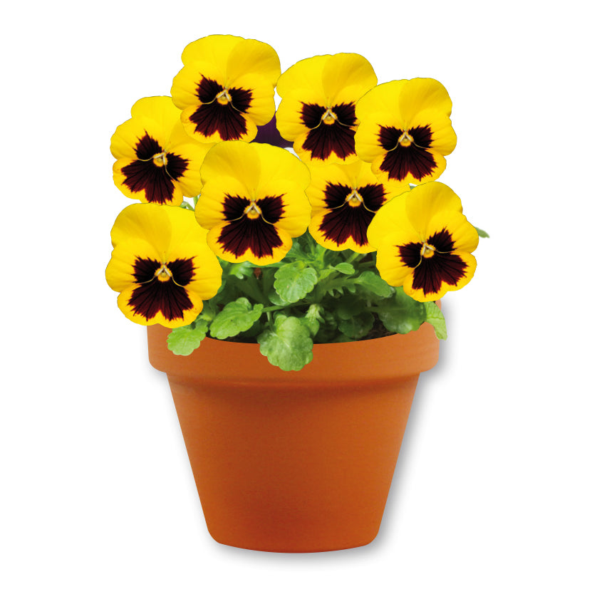 Violas Seed Grow Kit