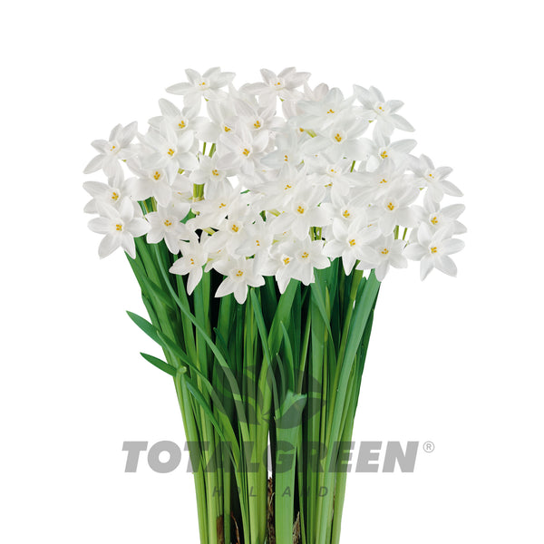 Narcissi Paperwhites Grow Kit - Growing Instructions - TotalGreen Holland