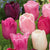 Tulips Triumph Pastel Mixed Colors