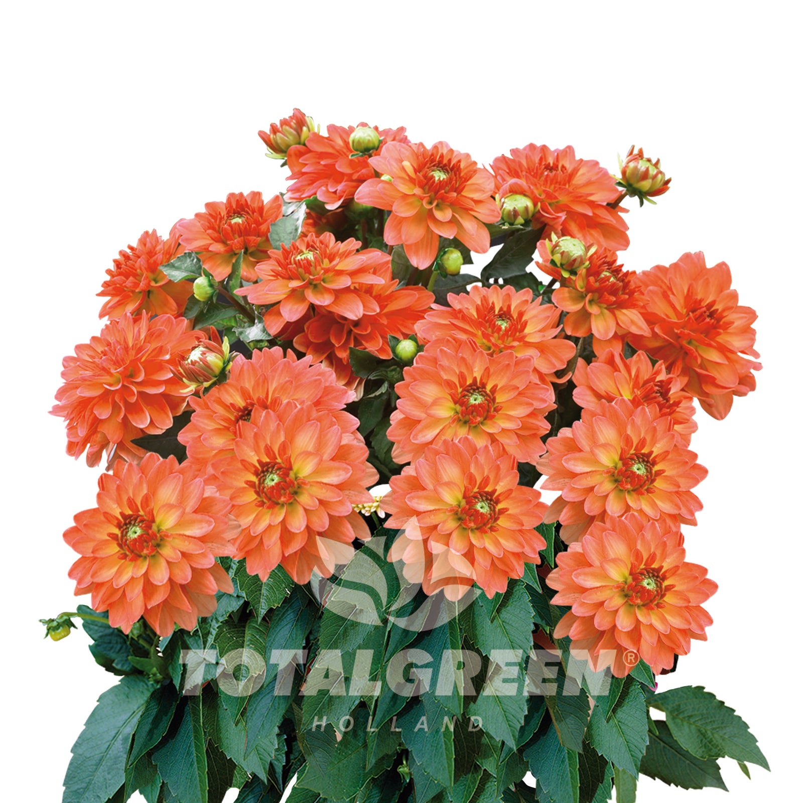 Dahlia Seed Grow Kit in Basalt Pot