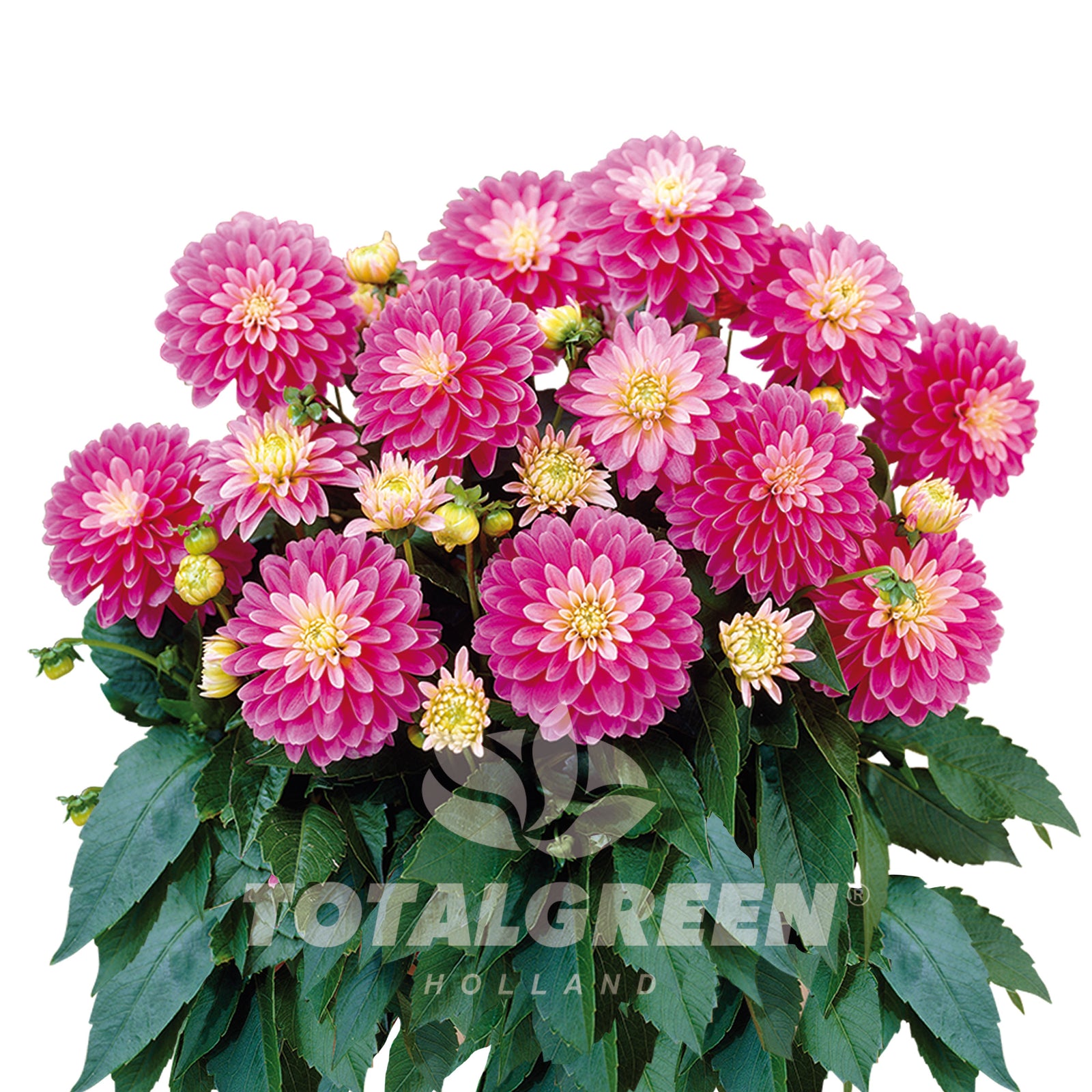 Dahlia bulbs in metal planter