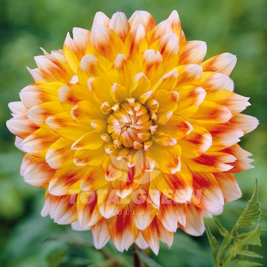 Dahlias Peaches and Cream Flower Bulbs