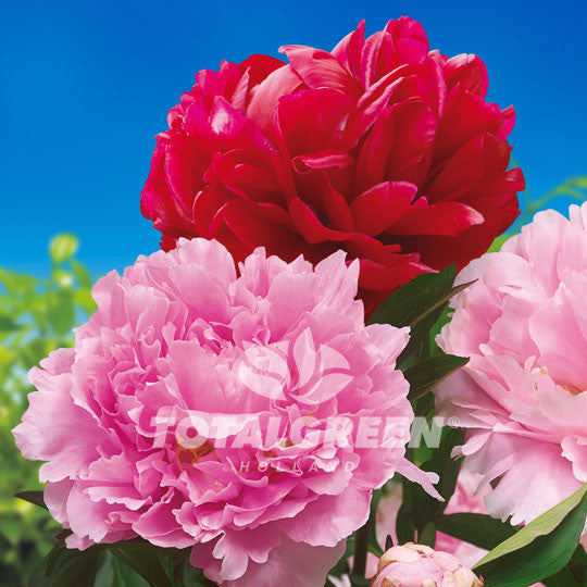 Peony Paeonia Pink Red Mixed - Plant Instructions by TotalGreen