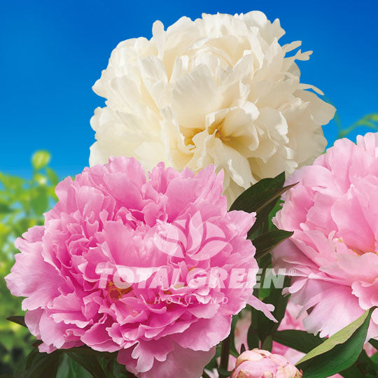 Peony Paeonia Pink White Mixed