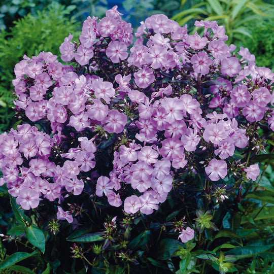 Garden Phlox Paniculata Blue Flower Bulbs
