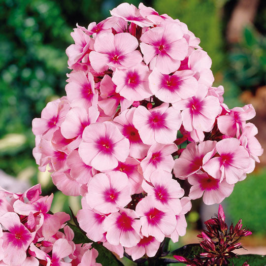 Garden Phlox Bright Eyes Flower Bulbs