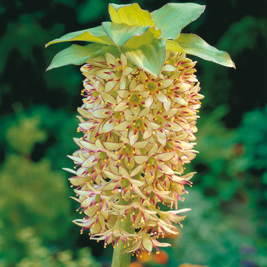 plant pineapple lily bulbs Pineapple Lily - Plant Information