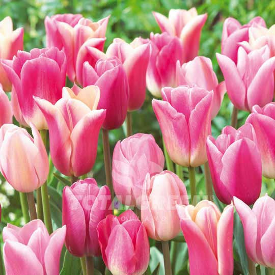 Tulips Collection Pink Inspiration