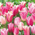 Tulips Collection Pink Inspiration