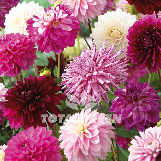 Dahlias Giant Mixed Pink Purple