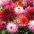 Dahlias Giant Mixed Pink Purple Red
