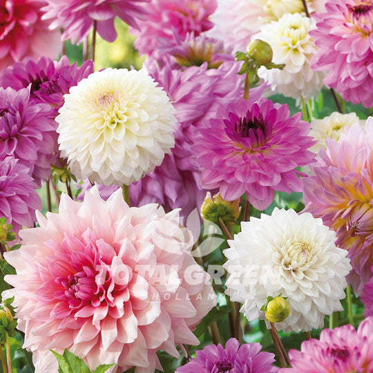 Dahlias Giant Mixed Pink White