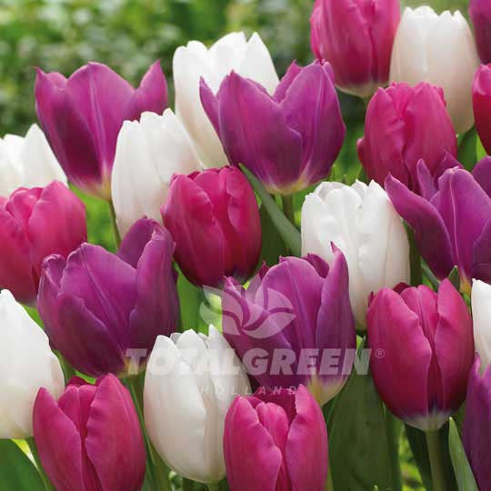 Tulips Collection Pink White Purple