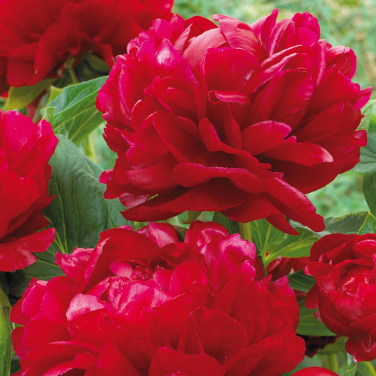 Peony Paeonia Red Flower Bulbs