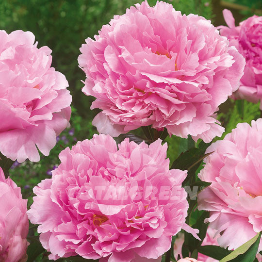 Peony Paeonia Pink