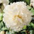Peony Paeonia White Flower Bulbs