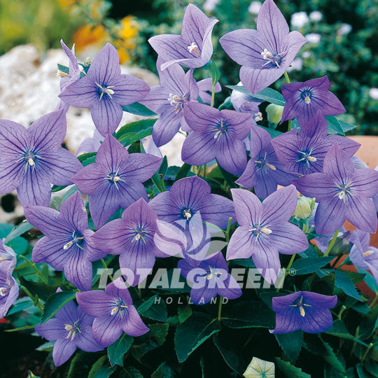 Balloon Flower Platycodon