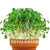 Microgreens / Mini Herbs Grow Kit in Terracotta Pot