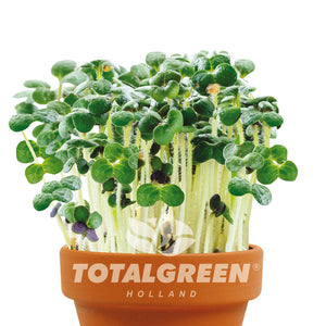 Microgreens / Mini Herbs Grow Kit in Terracotta Pot