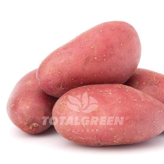 Potato Norland