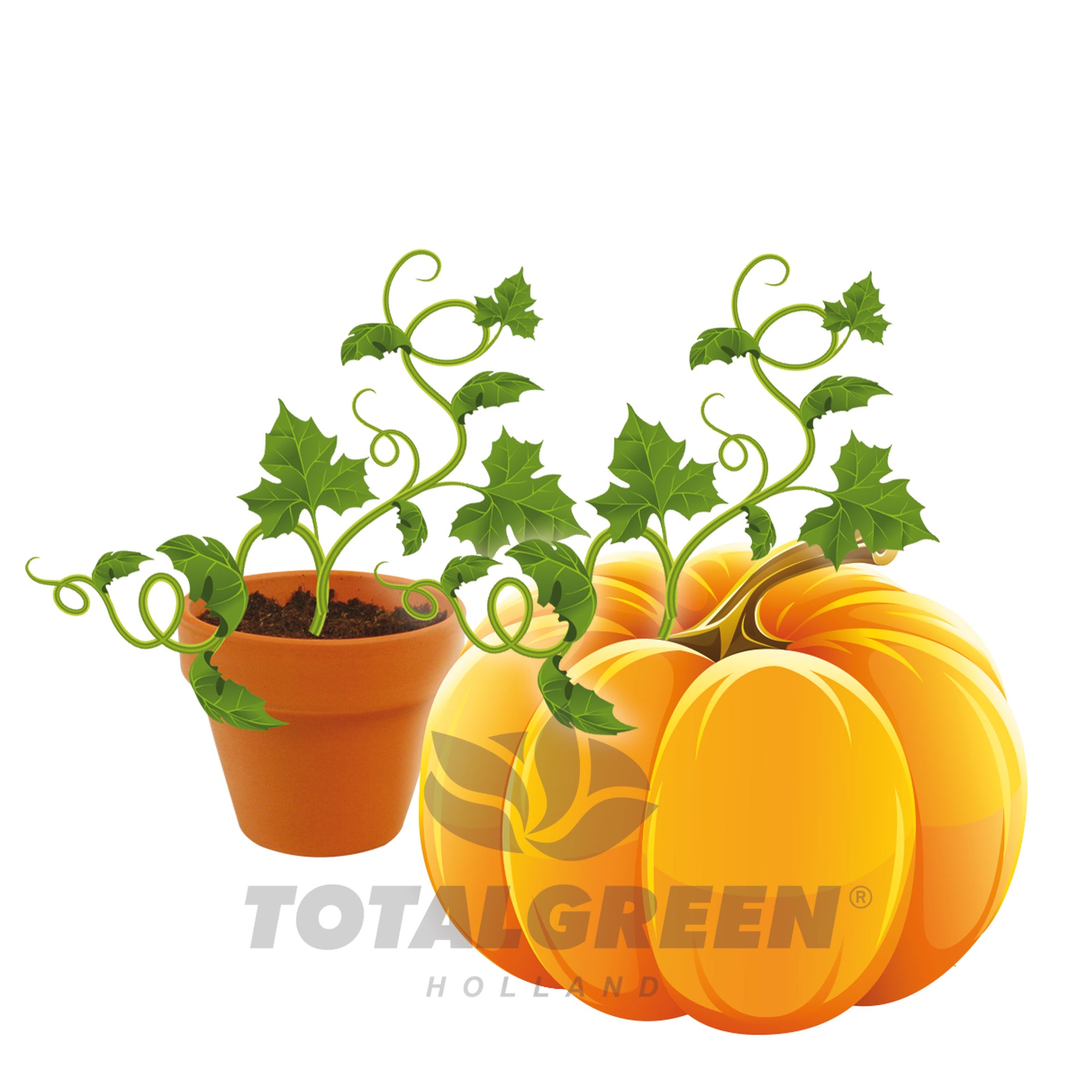 Pumpkin Grow Kit