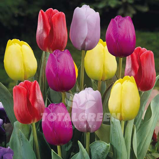 Tulips Triumph Prince Mixed