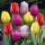 Tulips Triumph Prince Mixed
