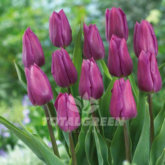 Tulips Triumph Purple